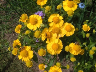 Helenium autumnale